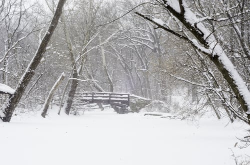 Winter scene